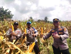 Kapolsek Kubu Tinjau Lahan Jagung, Perkuat Program Ketahanan Pangan Polri
