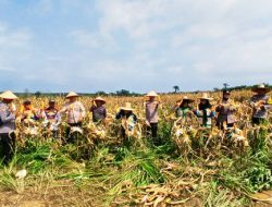 Polsek Bagan Sinembah Panen Jagung Dukung Ketahanan Pangan Nasional