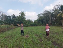 Polsek Sungai Rotan Dukung Ketahanan Pangan, Cek Progres Tanaman Jagung Warga
