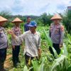 Kapolsek Bagan Sinembah Cek Lahan Jagung 30 Hektare, Dukung Program Asta Cita