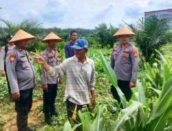 Kapolsek Bagan Sinembah Cek Lahan Jagung 30 Hektare, Dukung Program Asta Cita