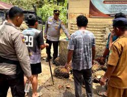 Patroli Polsek Pujud Sasar Agen Penampung Sawit di Tangga Batu
