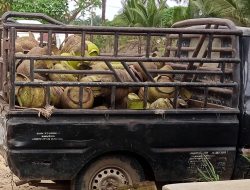 GAS MELON “DIGARONG”! Pengecer Ilegal Kuasai Pujud, Harga Melambung – Warga Terjepit, Negara Dirugikan