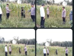 PANEN 10 TON DI DEPAN MATA! Polisi Turun ke Ladang, Jagung Subur di Lubai Jadi Harapan Baru Ketahanan Pangan