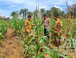 Polsek Bagan Sinembah Pantau Tanaman Jagung Program Ketahanan Pangan Nasional