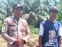 Polsek TPTM Cek Pertumbuhan Jagung di Rokan Hilir, Sejumlah Lahan Terdampak Banjir
