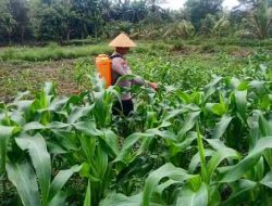 Polsek TPTM Lakukan Penyemprotan Hama Tanaman Jagung di Lahan Ketahanan Pangan