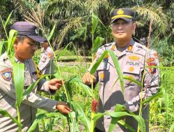 Polsek Pujud Tinjau Perkembangan Program Ketahanan Pangan Penanaman Jagung di Tanjung Medan