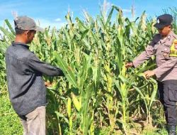 Polsek Bagan Sinembah Cek Perkembangan Jagung untuk Dukung Ketahanan Pangan