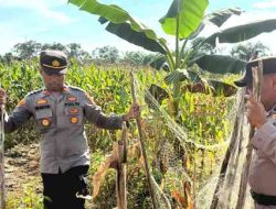Polsek TPTM Cek Pertumbuhan Jagung Pipil untuk Dukung Program Ketahanan Pangan Presiden