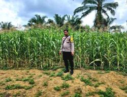 Polsek Bagan Sinembah Perkuat Ketahanan Pangan, Jagung di Lahan 2 Hektare Tumbuh Optimal
