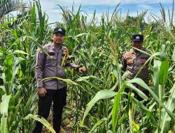 Dukung Program Asta Cita Presiden, Polsek Bagan Sinembah Cek Lahan Jagung 30 Hektare