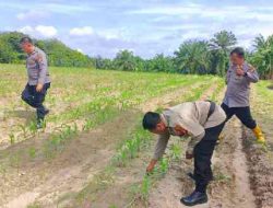 Polsek Tanah Putih Kawal Program Ketahanan Pangan, Cek Perkembangan Jagung Pipil di Ujung Tanjung