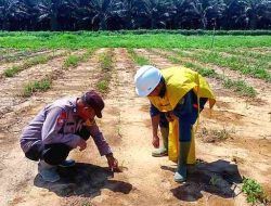 Polsek Pujud Cek Perkembangan Tanaman Jagung Program Ketahanan Pangan