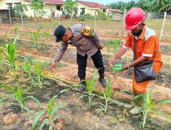 Polsek Pujud Lakukan Perawatan dan Pemupukan Jagung Program Ketahanan Pangan di Tanjung Medan