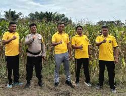 Kapolsek TPTM, IPTU Kodam Firman Sidabutar Pastikan Perawatan Tanaman Jagung Berjalan Optimal