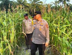 Dukung Asta Cita Presiden, Polsek Pujud Terus Monitoring Perkembangan Tanaman Jagung di Rohil