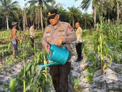 Polsek Pujud Perkuat Perawatan Lahan Jagung untuk Dukung Program Asta Cita Presiden