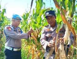 Polsek TPTM Cek Perkembangan Jagung Ketahanan Pangan, Panen Diprediksi Awal Juni