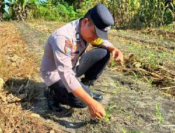 Polsek TPTM Cek Perkembangan Jagung Ketahanan Pangan, Daun Sudah Tumbuh Lima Helai