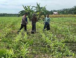 Polsek TPTM Lakukan Pemupukan dan Pengecekan Jagung Pipil Dukung Ketahanan Pangan