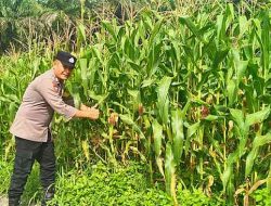 Polsek Tanah Putih Tanjung Melawan Cek Perkembangan Jagung Pipil Program Ketahanan Pangan, Tanaman Mulai Berbuah