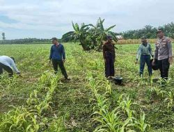 Kapolsek TPTM Tinjau Pertumbuhan Jagung Pipil di Kepenghuluan Mesah, Dukung Program Ketahanan Pangan Nasional