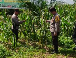 *Polsek Bagan Sinembah Dukung Ketahanan Pangan Nasional, Cek Perkembangan Tanaman Jagung Kelompok Tani Surya Barak 15*