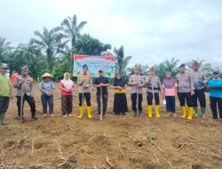 Sinergi Polri dan Masyarakat, Polsek Rambah Samo Wujudkan Ketahanan Pangan Lewat Penanaman Jagung