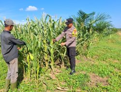 POLSEK BAGAN SINEMBAH DUKUNG PROGRAM ASTA CITA PRESIDEN MELALUI PENGECEKAN KETAHANAN PANGAN TANAMAN JAGUNG