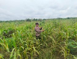 Polsek Pujud Cek Perkembangan Program Ketahanan Pangan Penanaman Jagung di Tanjung Medan