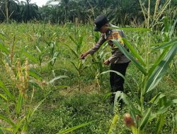 Polsek simpang kanan Dukung swasembada ketapang yang ber tempat di kepenghuluan Bagan Nibung