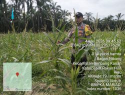 Polsek simpang kanan terus pantau perkembangan tanaman jagung dalam program Ketapang