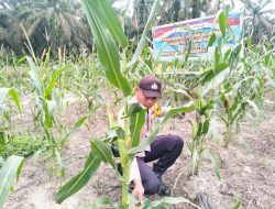 Polsek simpang kanan lakukan Pengecekan tanaman swasembada Pangan ( KETAPANG) di Dusun Suka Makmur