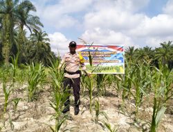 Polsek simpang kanan kembali melaksanakan pengecekan lahan tanaman jagung Ketapang