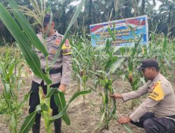 Polsek simpang kanan Secara rutin melaksanakan kegiatan pengecekan dan pemantauan perkembangan tanaman ketahanan pangan jagung yang berlokasi di Dusun Suka Makmur