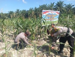 Polsek Simpang Kanan Polres Rokan Hilir, kembali melaksanakan kegiatan pengecekan dan pemantauan serta melakukan perawatan tanaman ketahanan pangan jagung
