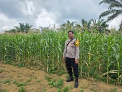 POLSEK BAGAN SINEMBAH TANCAP GAS DUKUNG ASTA CITA PRESIDEN, JAGUNG PIPIL TUMBUH SUBUR DI LAHAN KETAHANAN PANGAN