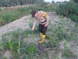Dukung Ketahanan Pangan, Bhabinkamtibmas Polsek Rantau Kopar Pantau Langsung Perkembangan Tanaman Jagung Pipil