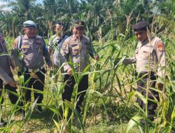 Kapolsek Simpang Kanan turun langsung lakukan pengecekan dan perawatan tanaman jagung menjelang panen raya