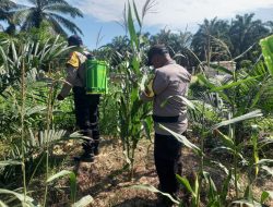Polsek Simpang Kanan Polres Rokan Hilir di mulai sekira pukul 09’30 kembali melaksanakan kegiatan pengecekan dan pemantauan serta melakukan perawatan tanaman ketahanan pangan jagung