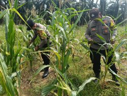 Polsek Simpang Kanan Polres Rokan Hilir, kembali melaksanakan kegiatan pengecekan dan pemantauan tanaman Ketapang