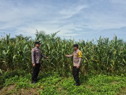 POLSEK BAGAN SINEMBAH INTENSIFKAN PENGECEKAN TANAMAN JAGUNG PIPIL, WUJUD NYATA DUKUNG KETAHANAN PANGAN NASIONAL