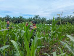 Polsek Rambah Samo Cek Tanaman Jagung Pipil di Desa Teluk Aur, Temukan Serangan Hama Ulat