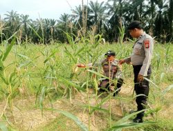 Polsek Simpang Kanan konsisten melaksanakan kegiatan pengecekan dan pemantauan perkembangan tanaman ketahanan pangan jagung