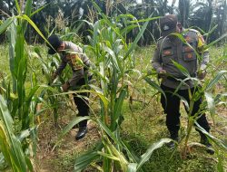 Polsek Simpang Kanan Rutin Pantau Tanaman Jagung Dukung Program Ketahanan Pangan Nasional