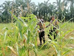 Polsek Simpang Kanan Polres Rokan Hilir 20 Mei 2026 sekira pukul 10’05 kembali melaksanakan kegiatan pengecekan dan pemantauan perkembangan tanaman ketahanan pangan jagung 