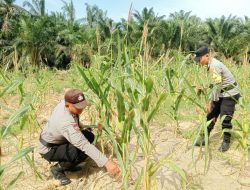 Polsek Simpang Kanan konsisten melaksanakan kegiatan pengecekan dan pemantauan perkembangan tanaman ketahanan pangan jagung yang berlokasi di Dusun Suka Makmur