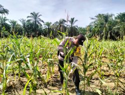Polsek Simpang Kanan Rutin Melaksanakan Kegiatan Pengecekan Ketahanan Pangan berlokasi di Dusun Suka Makmur