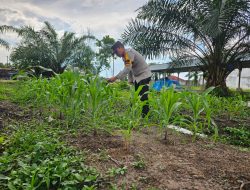 Polsek Bonai Darussalam Optimalisasi Program Ketahanan Pangan, dan Cek Pertumbuhan Jagung Pipil di Desa Pauh